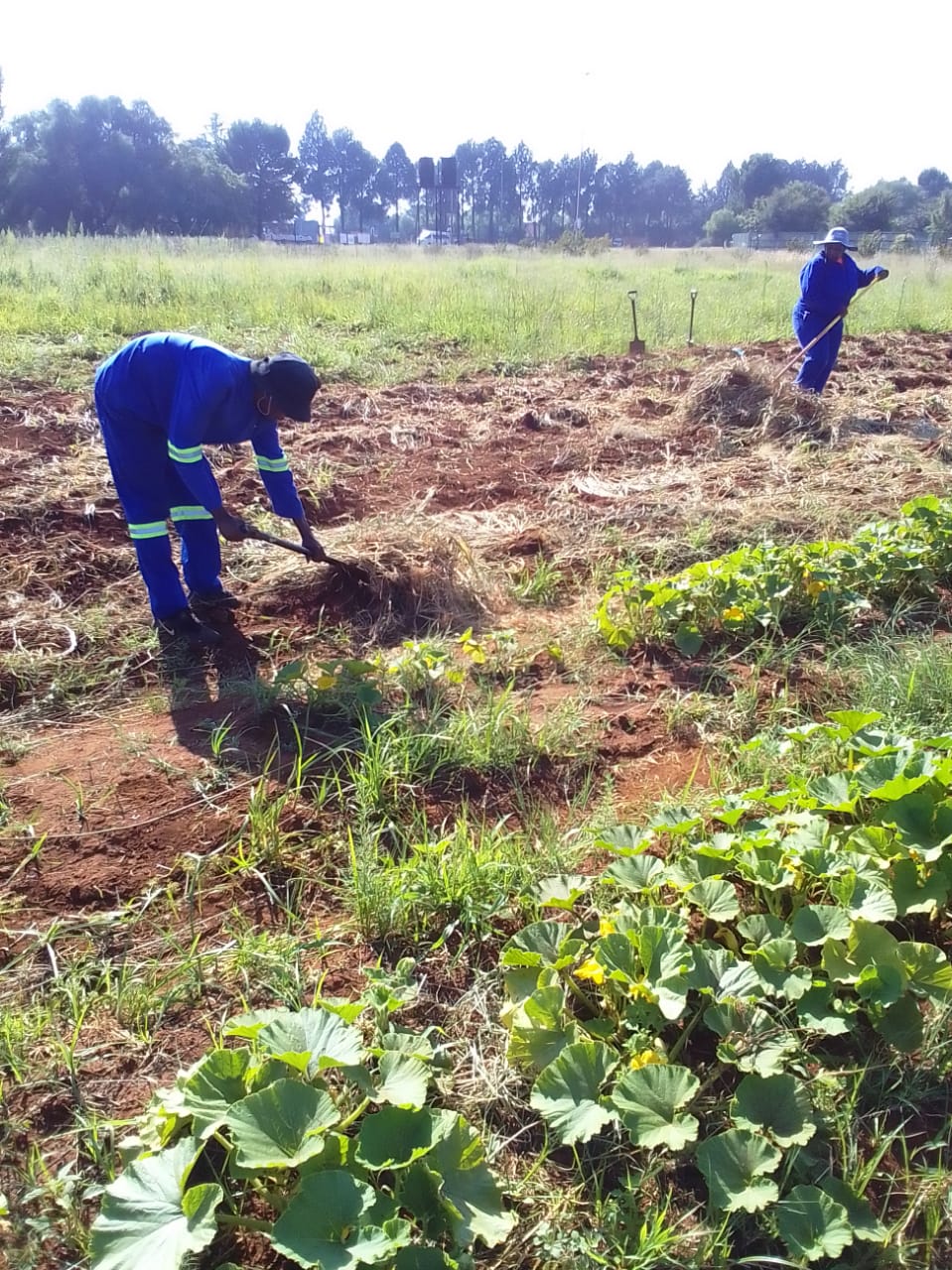 Cleaning & Greening in Sedibeng